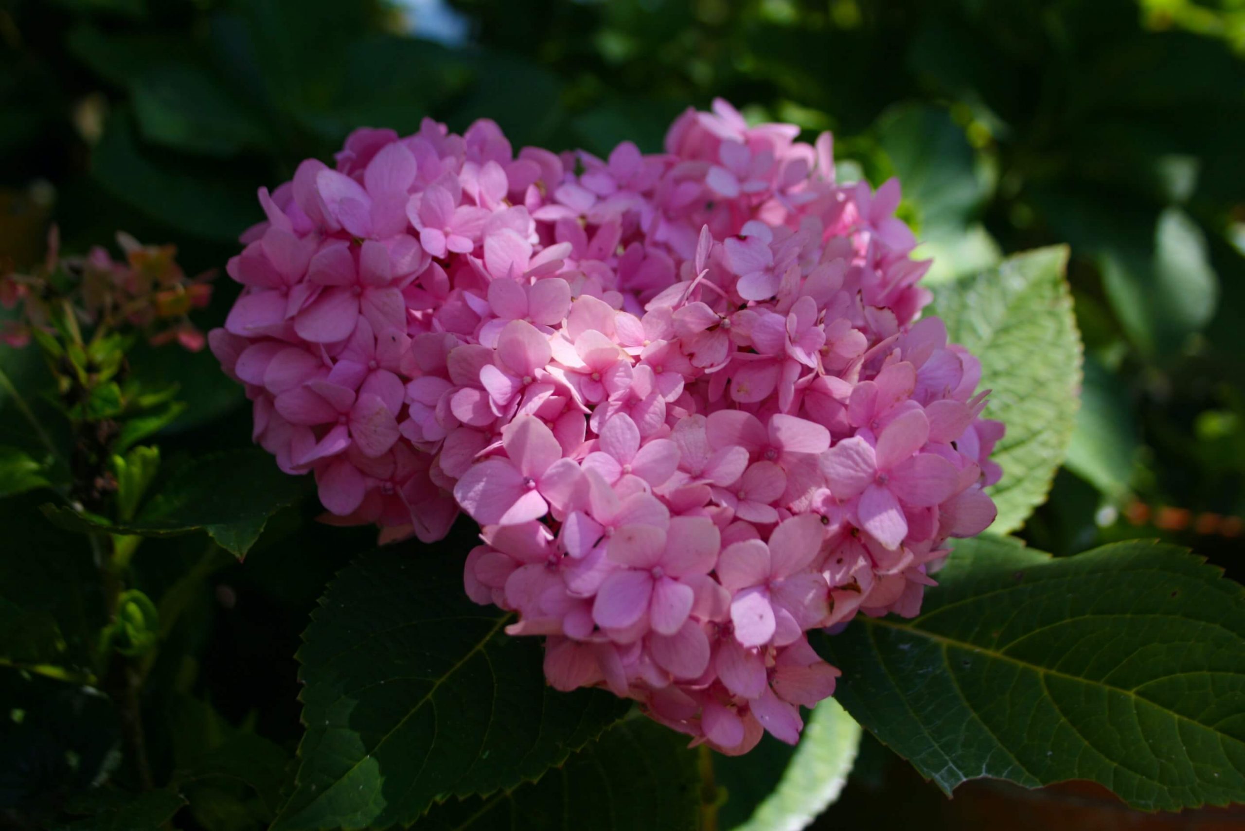 hortensia kleur beinvloeden