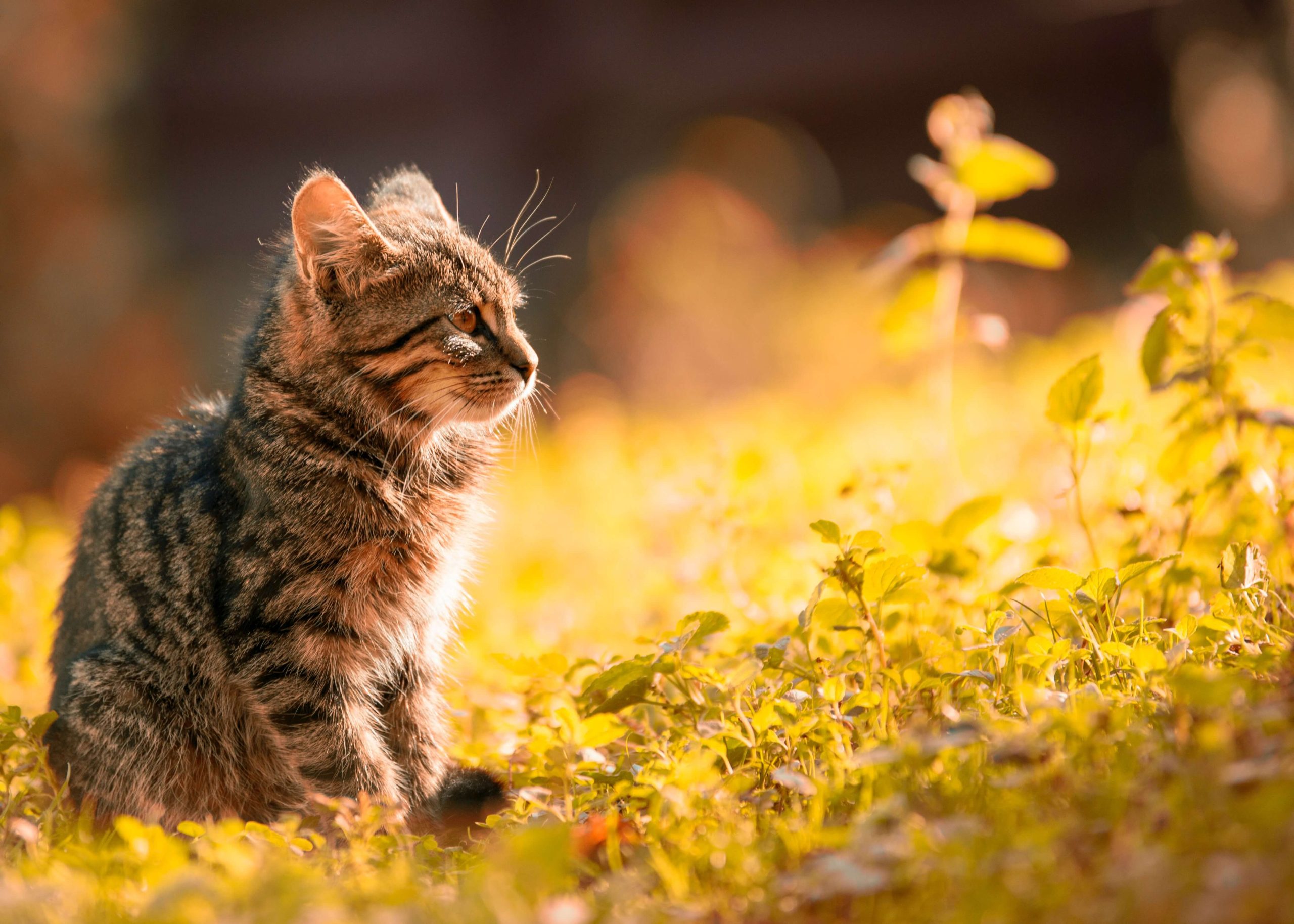 kat verjagen tuin