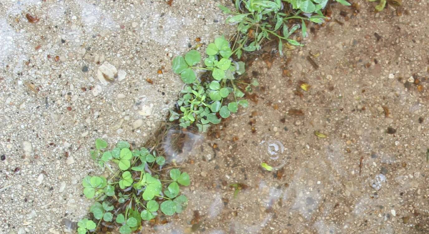 De beste onkruidverwijderaars