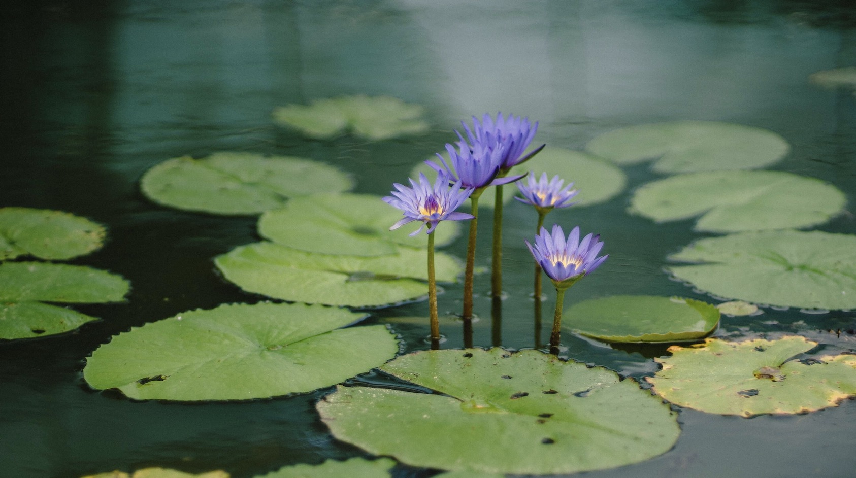 Alles wat je nodig bent voor een vijver