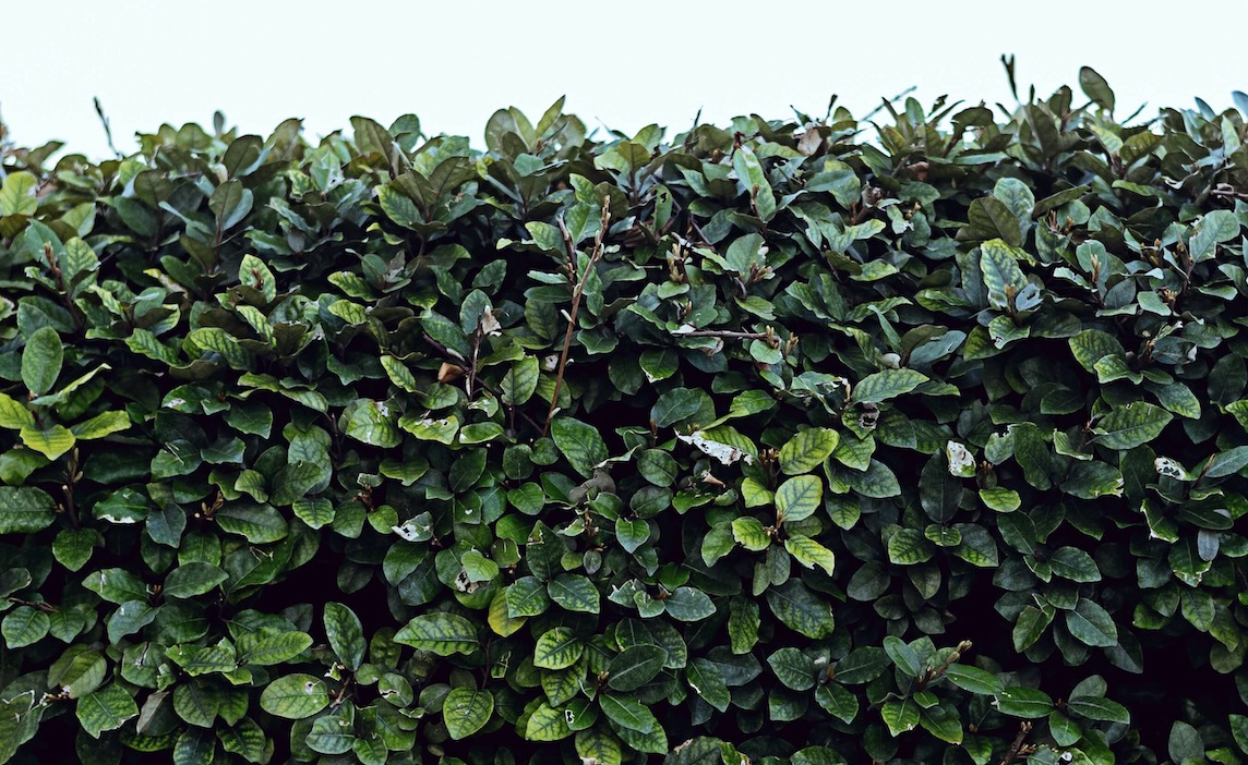 Beste heggenscharen op accu