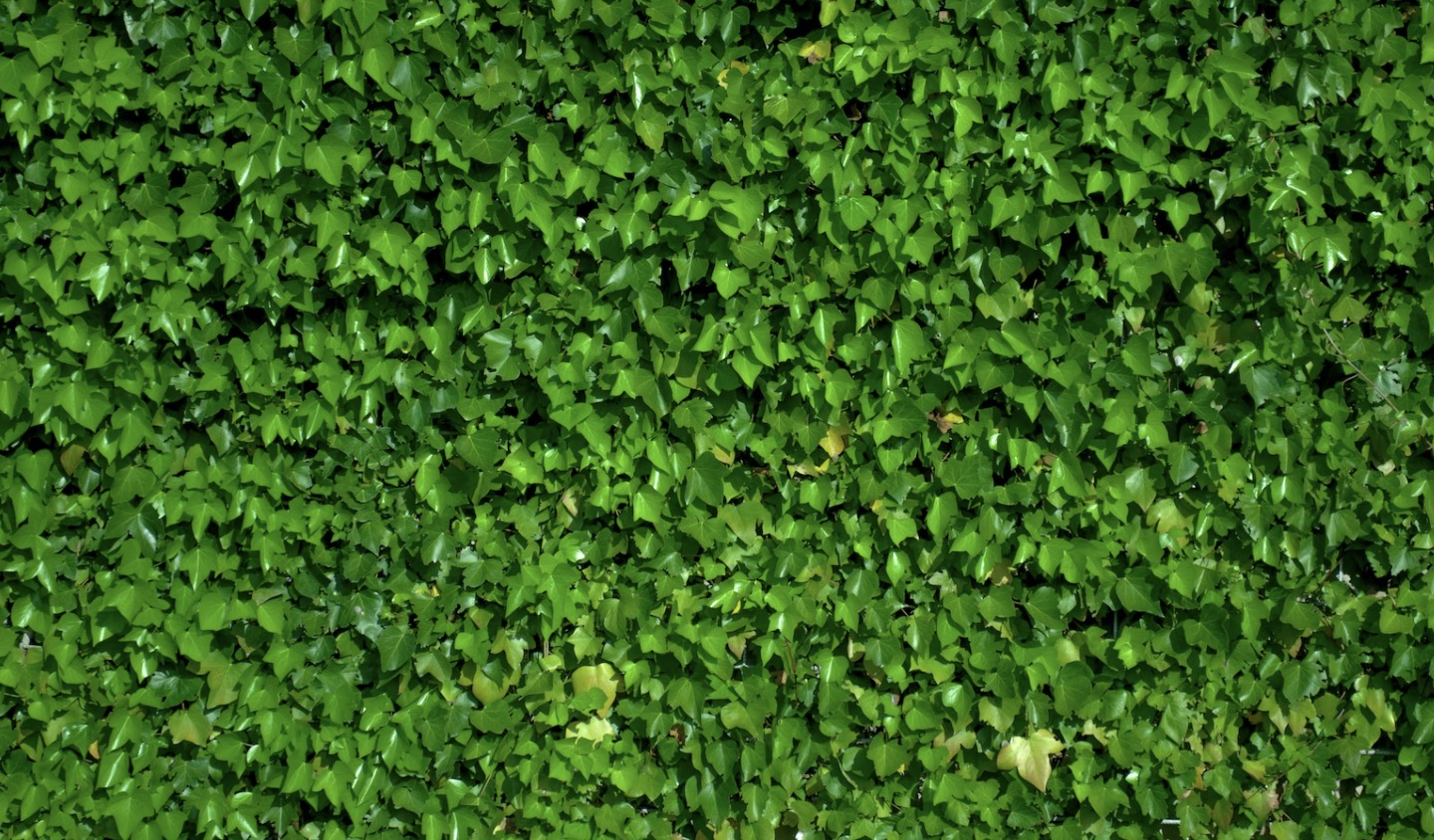 De beste heggenscharen op benzine