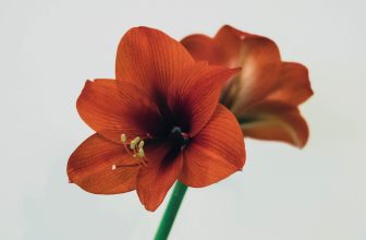 Amaryllis verzorgen