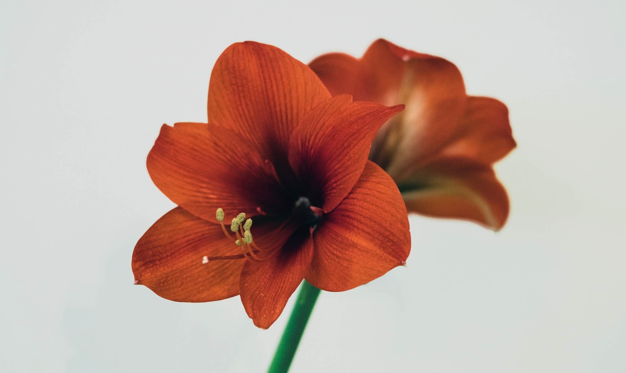 Amaryllis verzorgen