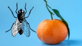 Fruitvlieg vangen doe je zo – indringers in je keuken