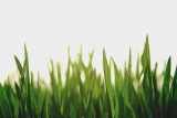 Zo onderhoud je je gras!