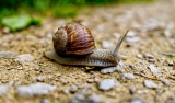 4x tips om slakken in de tuin tegen te gaan