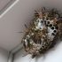 Wat te doen als ik een reiger bij de vijver heb?